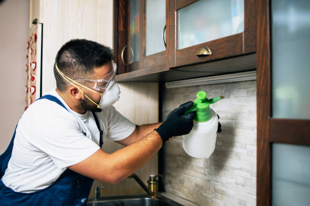 Best Bed Bug Extermination  in St Hedwig, TX