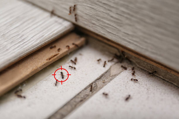 Best Best Pest Control Companies  in St Hedwig, TX