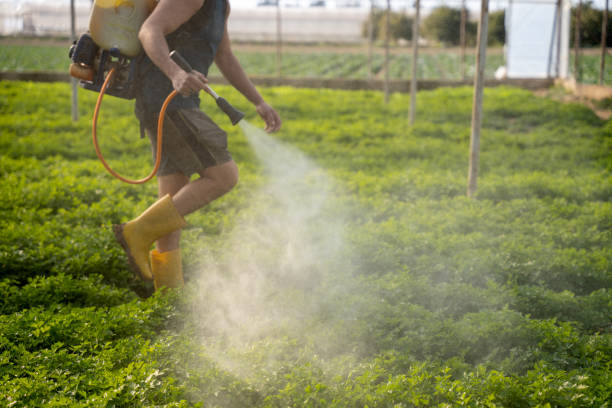 Best Pest Prevention Services  in St Hedwig, TX
