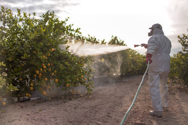 Best Termite Control Services  in St Hedwig, TX