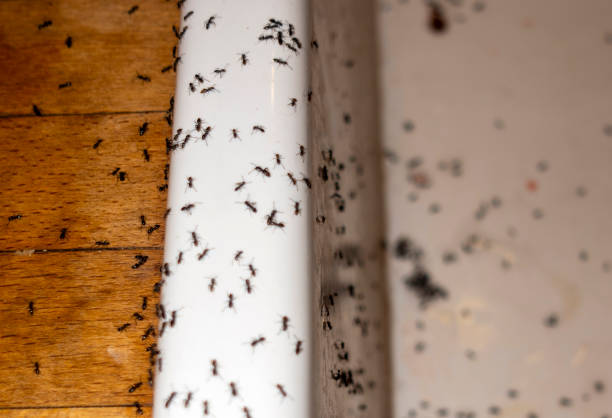 Best Best Pest Control Companies  in St Hedwig, TX