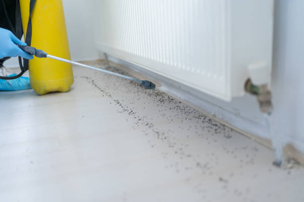Best Commercial Pest Control Services  in St Hedwig, TX