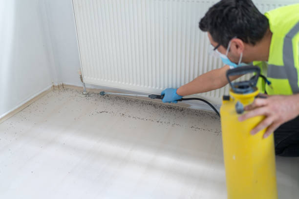 Best Affordable Pest Control Services  in St Hedwig, TX