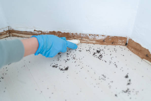 Best Best Pest Control Companies  in St Hedwig, TX