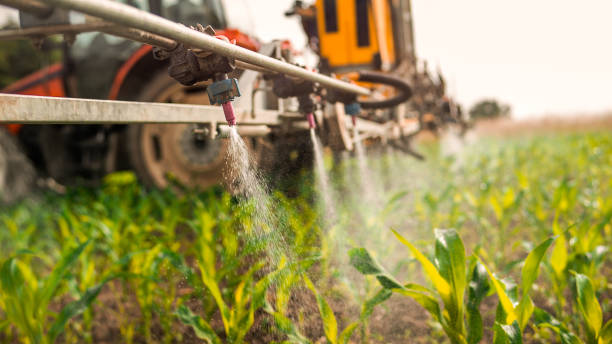 Best Ant Control Services  in St Hedwig, TX